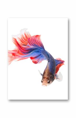 siamese fighting fish , betta isolated on white background.