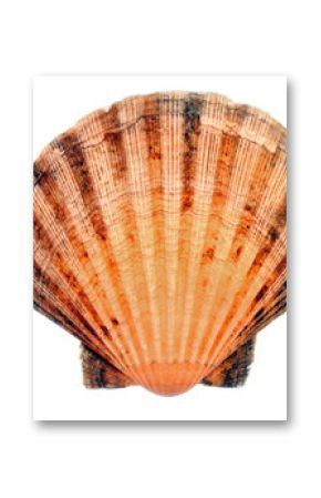 La coquille saint-jacques
