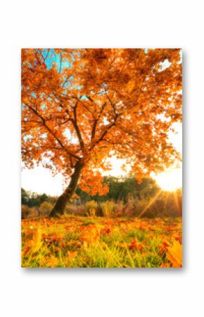 Beautiful autumn tree with fallen dry leaves