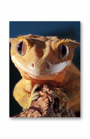 Portrait of a Caledonian crested gecko