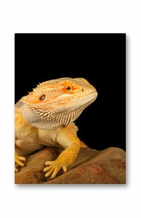 Bearded Dragon