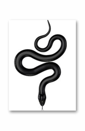 Czarny wąż na białym tle