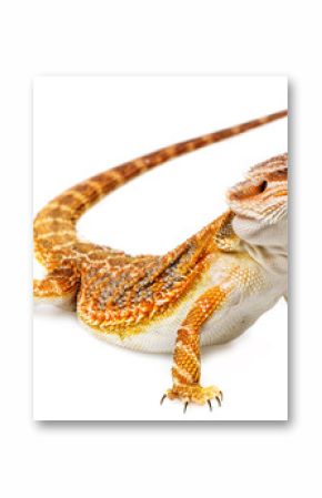 Bearded dragon - Pogona vitticeps on a white background