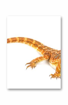 Bearded dragon - Pogona vitticeps on a white background
