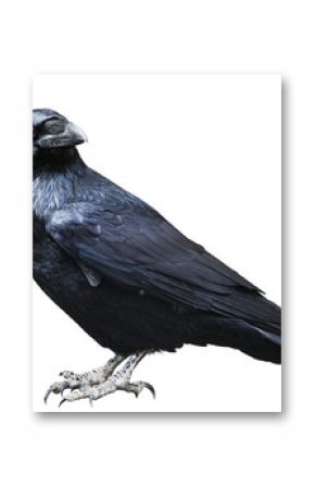 Black raven. Bird isolated on white.