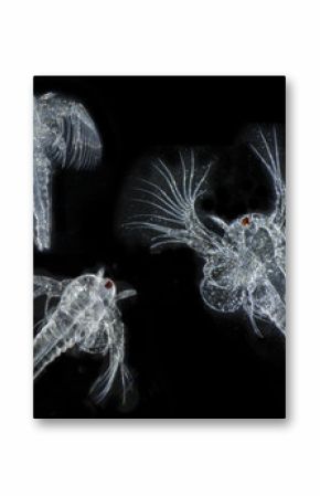 Artemia salina (photography from microscope 50x) plankton