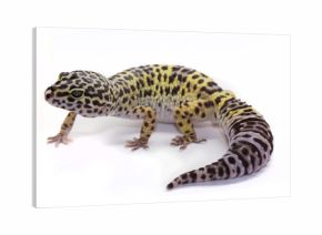 Colorful leopard gecko on white background