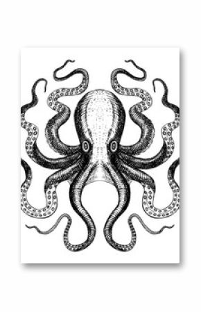 Octopus - Sea Monster