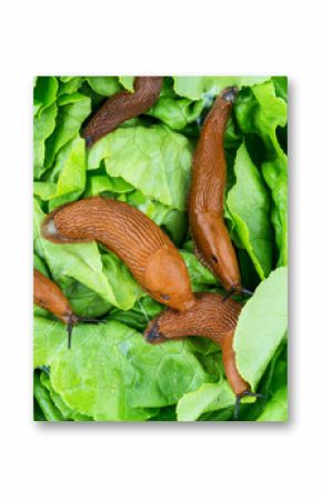 Schnecke mit Salatblatt