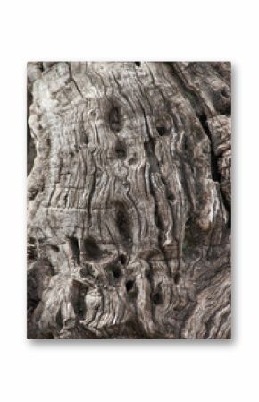 Abstract bark of Olive tree, from Mount of Olives