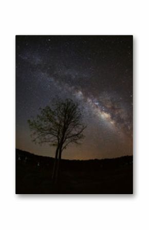 Milky Way and silhouette of tree at Phu Hin Rong Kla National Pa