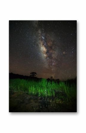 Milky Way and silhouette of tree at Phu Hin Rong Kla National Pa