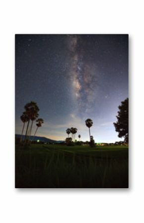 Silhouette of Sugar Plam Tree and Milky Way