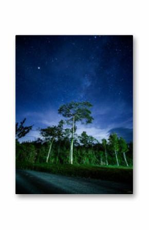 Milky Way Galaxy over trees at Khao Yai National Park. Thailand.