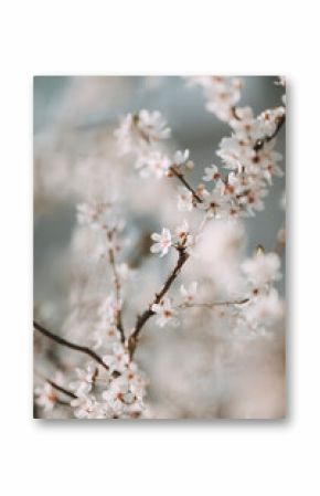 Cherry blossom flower close up