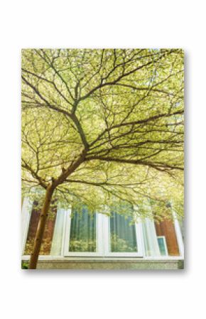 Spring tree in front of house window