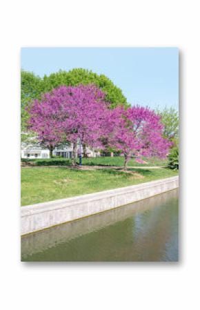 Spring Trees at the park
