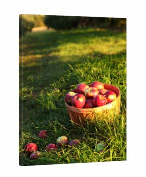 Bushel of ripe apples in the tall grass