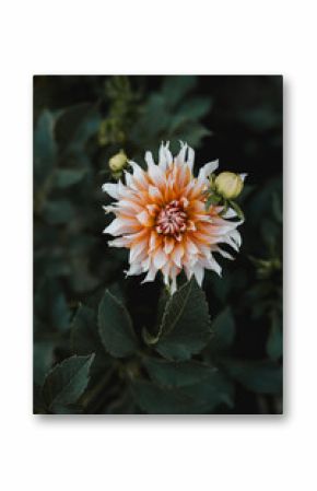 Green bush with blooming dahlia flower and buds