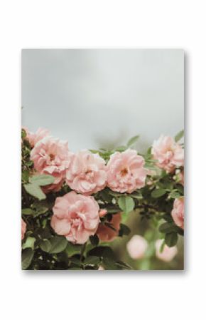 Close up of bush with green leaves and small pink roses