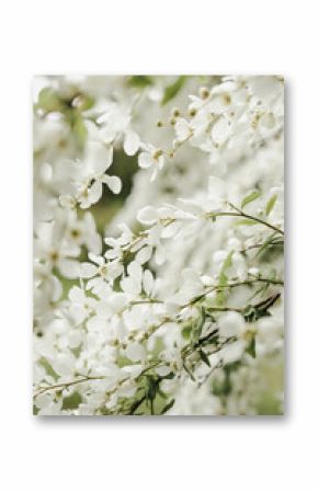 Close up of bird cherry tree with white blossom