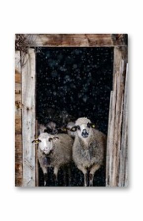 Vertical shot of white sheep during winter in Serbia