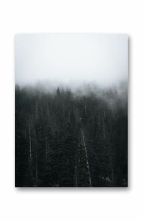 Foggy view of pikes peak mountains with trees in Colorado, vertical shot