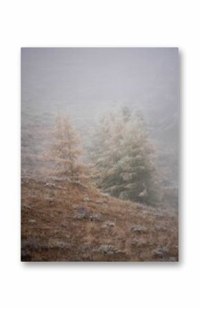 Beautiful view of a mysterious forest on a foggy winter day