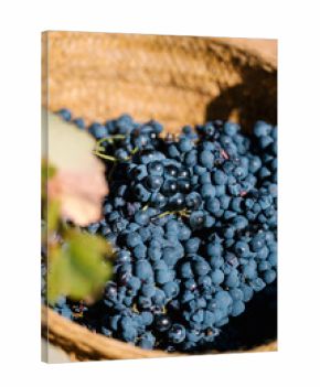 Black grapes in wicker basket