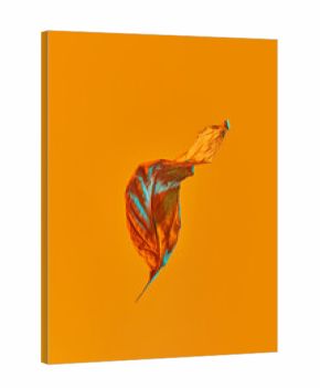 Dry leaf on orange background.