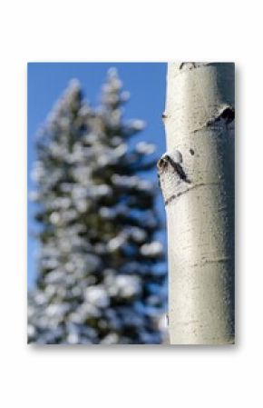 Vertical selective focus of a thin aspen tree trunk with a snowy tree in the background