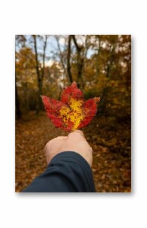 Vertical shot of the Hand-holding colorful maple leaves. Shenandoah National Park