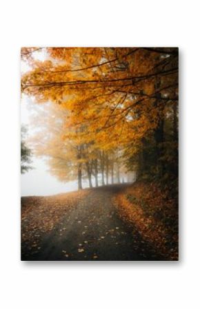 Long shot of a tarred pathway with autumn trees mist surrounding it.