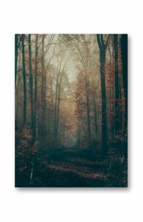 Vertical shot of a narrow path in a mysterious autumn forest on a foggy weather