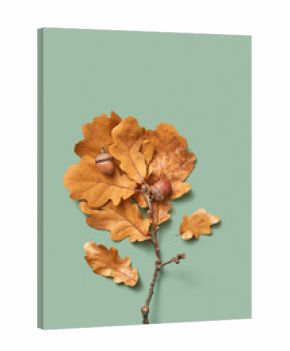 Golden oak branch with dry leaves and acorn.
