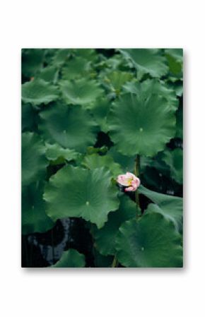 Lily pad with flowers