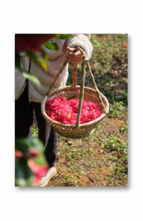 Closeup of freshly picked camellias in a basket