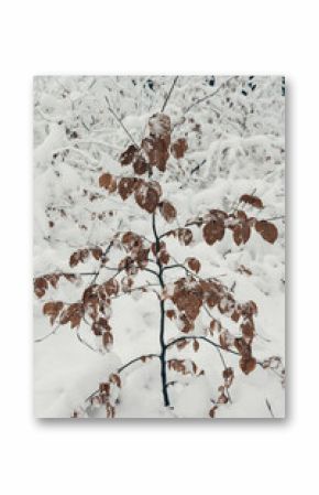 Tree with orange leaves in winter snow