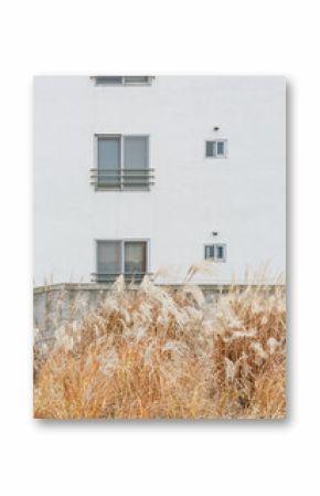 White building seen from behind dried silver grass.