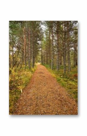 Vertical shot of a long dirt trail through a beautiful green forest