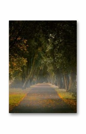 Vertical shot of a walkway surrounded by autumn trees in a park