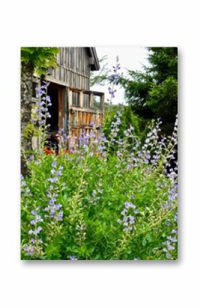 Vertical shot of Blue False Indigo flowering shrub in front of old wooden barn door