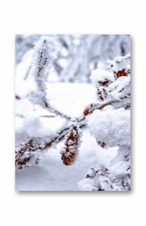 Thick layer of snow coats a tree branch, highlighting the vibrant orange of its leaves