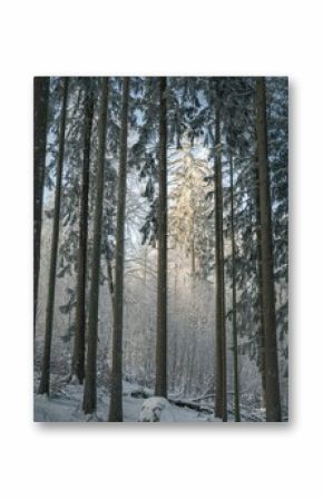 Peaceful winter scene of a forest with tall trees covered in snow