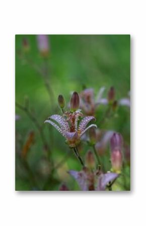Vibrant and colorful Japanese toad lily in pink and purple colors in spring