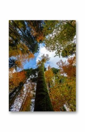 Low-angle shot of tall trees with colorful autumn foliage against the background of the sky.