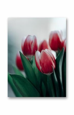 Closeup of a bouquet of red tulips with a blurry background