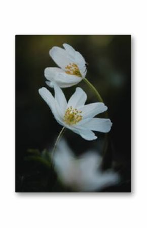 Vertical shot of delicate white snowdrop flowers blooming with green grass in the background