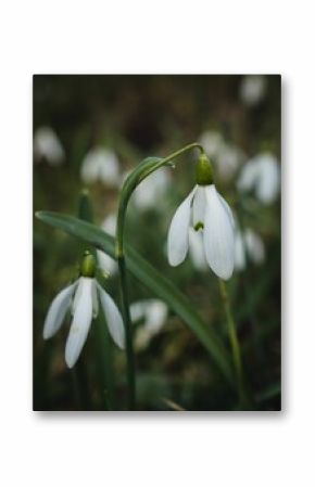 Vertical shot of delicate white snowdrop flowers blooming with green grass in the background