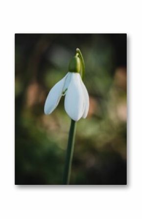 Vertical shot of a delicate white snowdrop flower blooming with green grass in the background